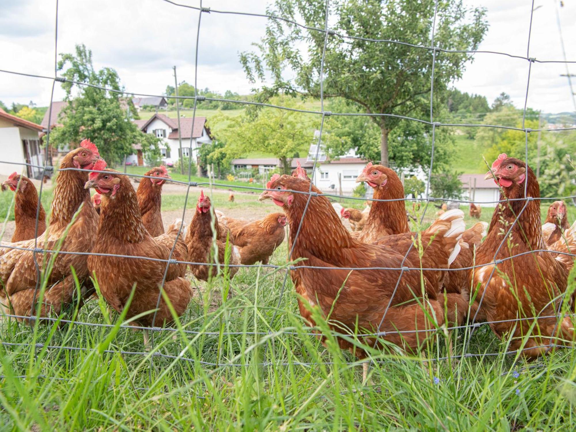 Ferienhof Biegger Tettnang Buitenkant foto